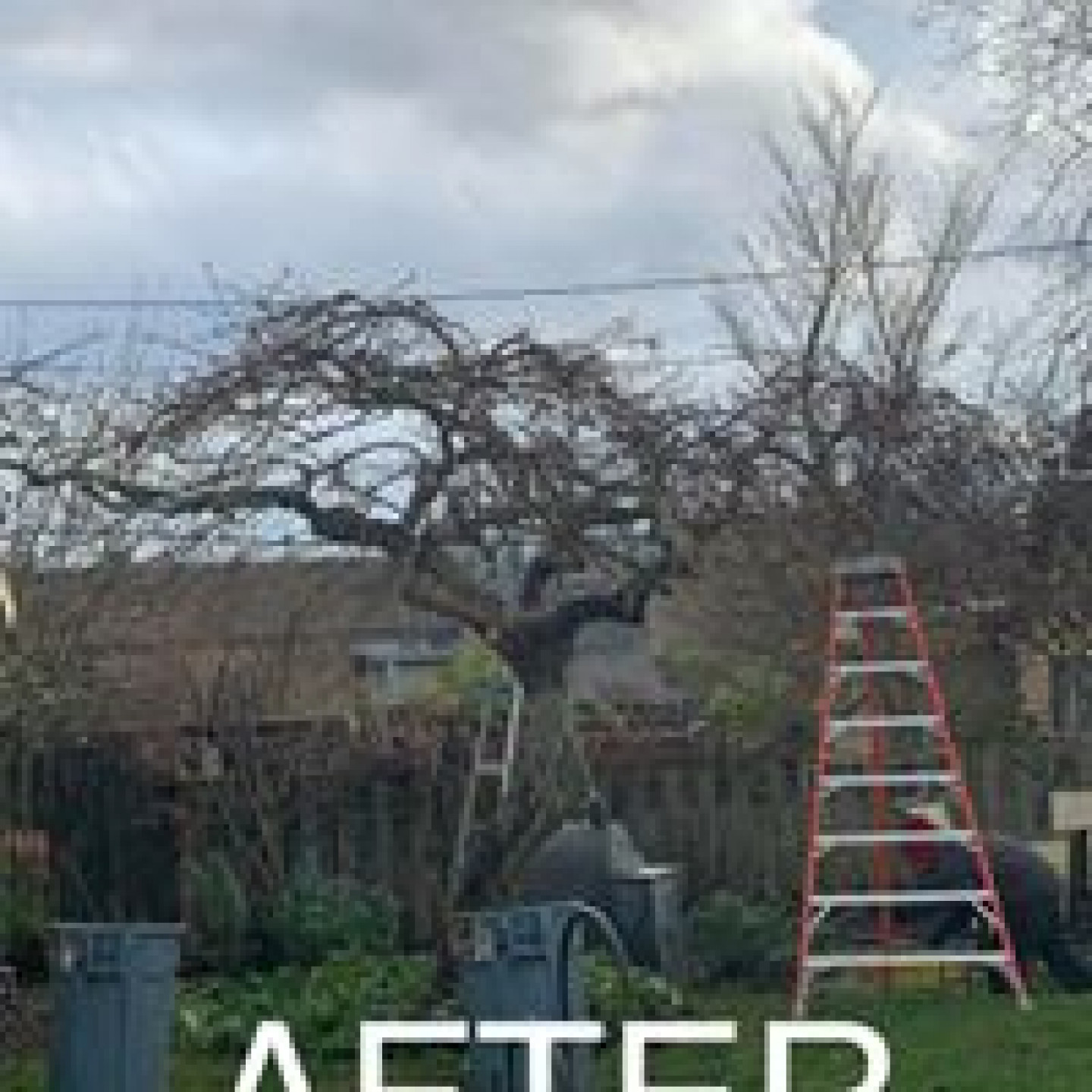 Trimming & Pruning Port Angeles, WA Finishing Touch Landscape & Design